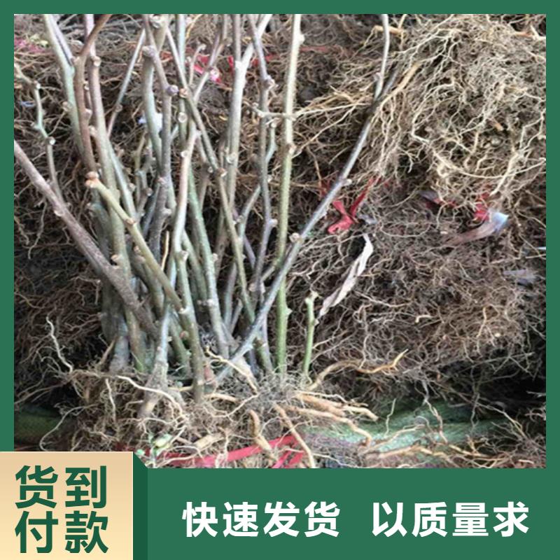 猕猴桃樱桃苗优良材质