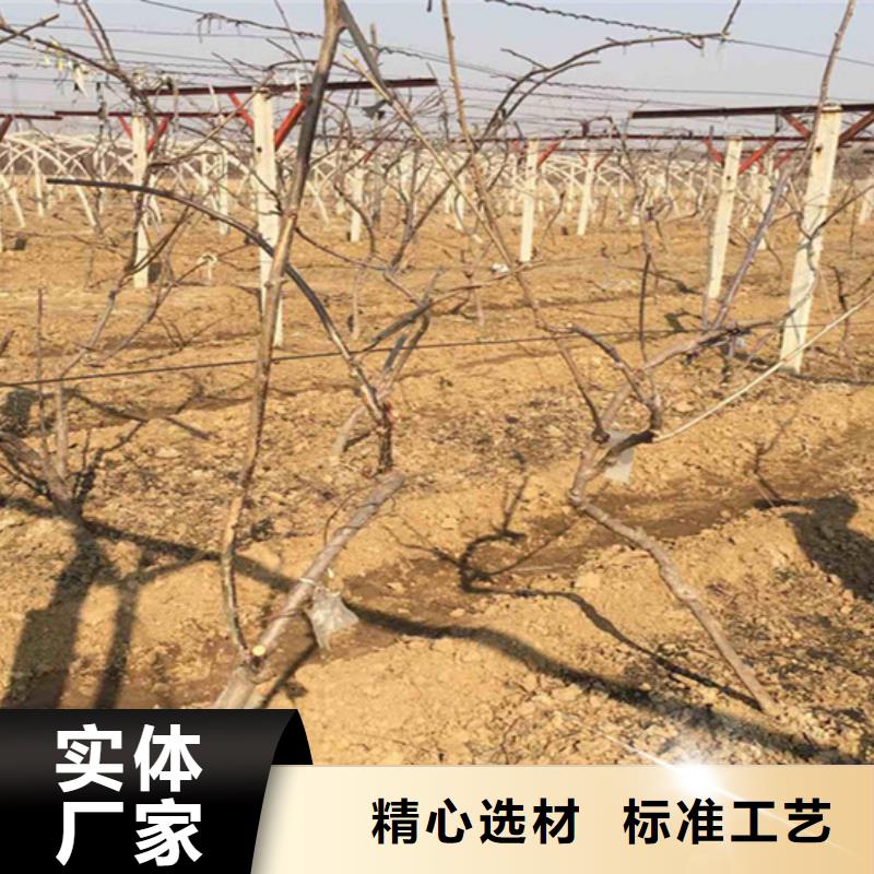 猕猴桃樱桃苗自营品质有保障