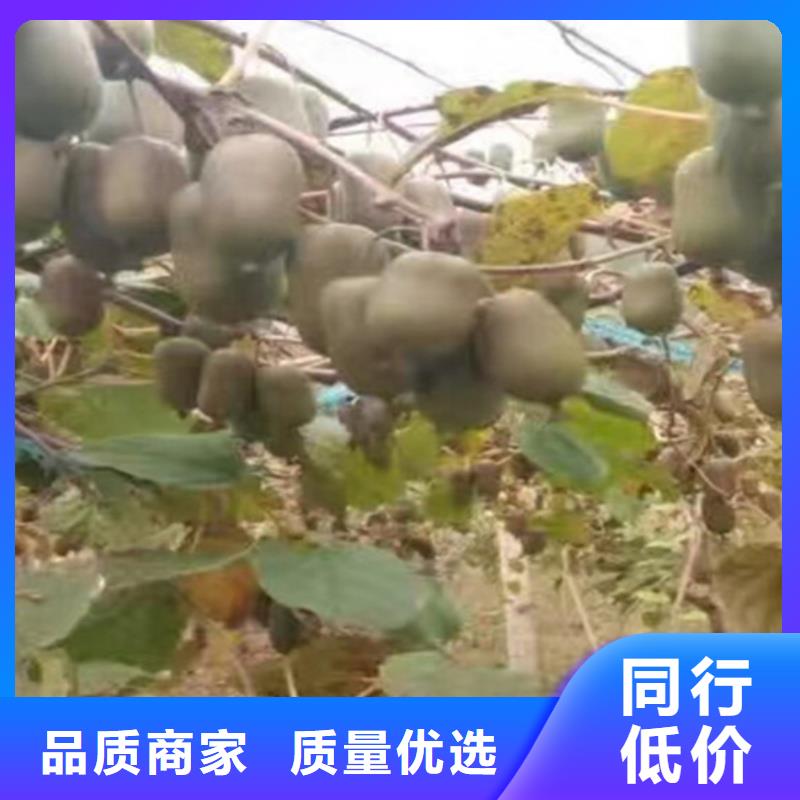 苹果苗视频-苹果苗_青海省海北市市场覆盖果洛|海东|玉树|黄南|西宁|海南|海西等
