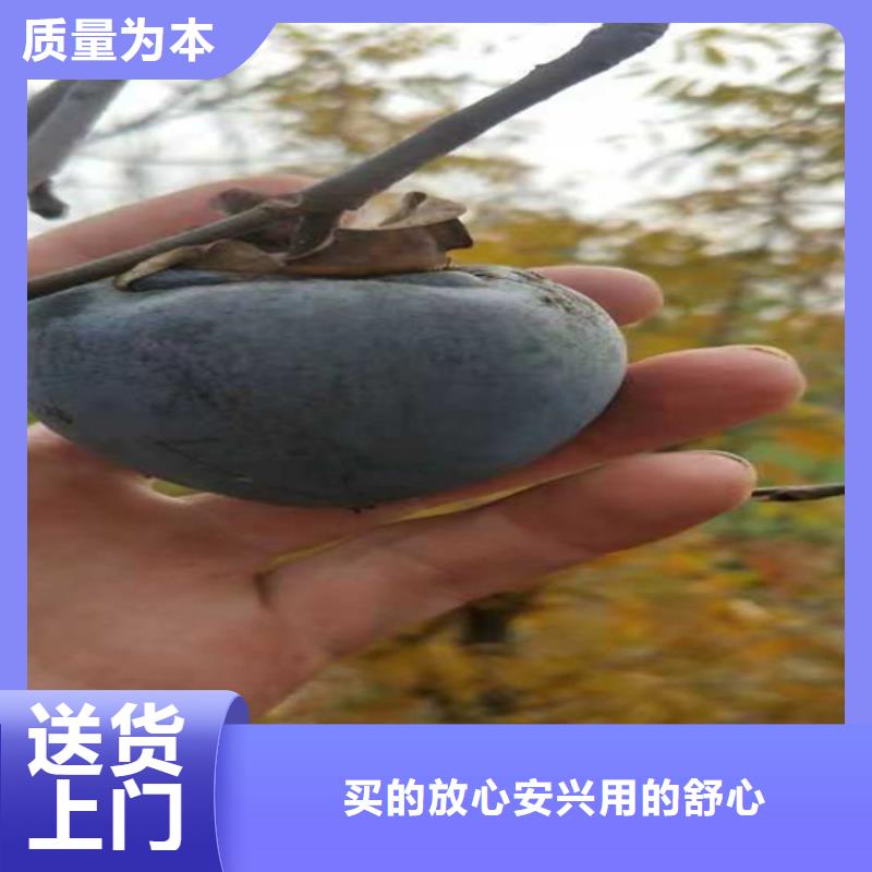 柿子-杏树苗支持加工定制