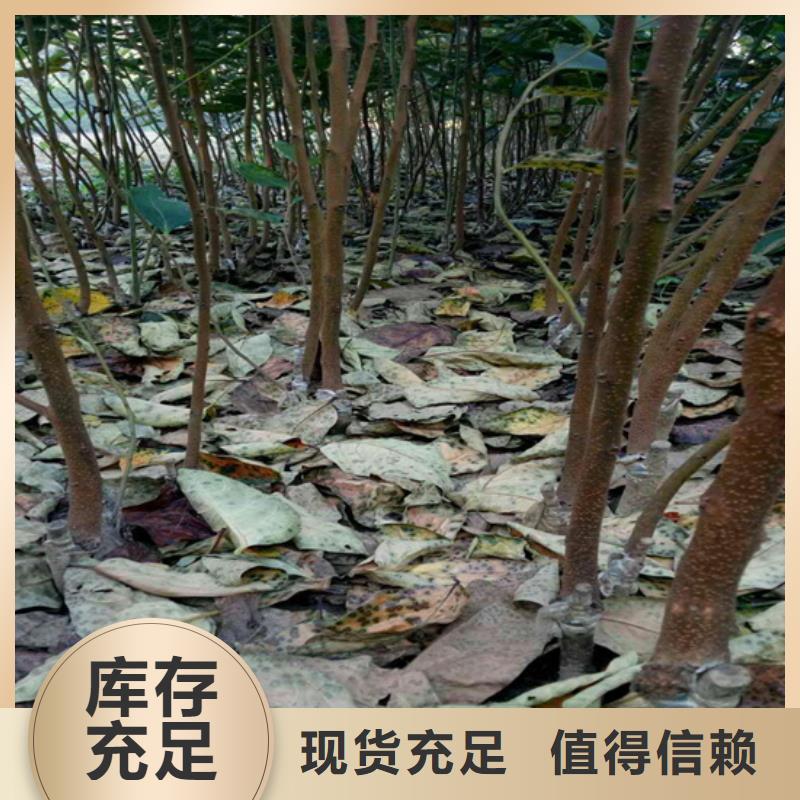 苹果苗视频-苹果苗-山西省晋中市介休|灵石|运城|大同|晋城|朔州|临汾|长治当地公司