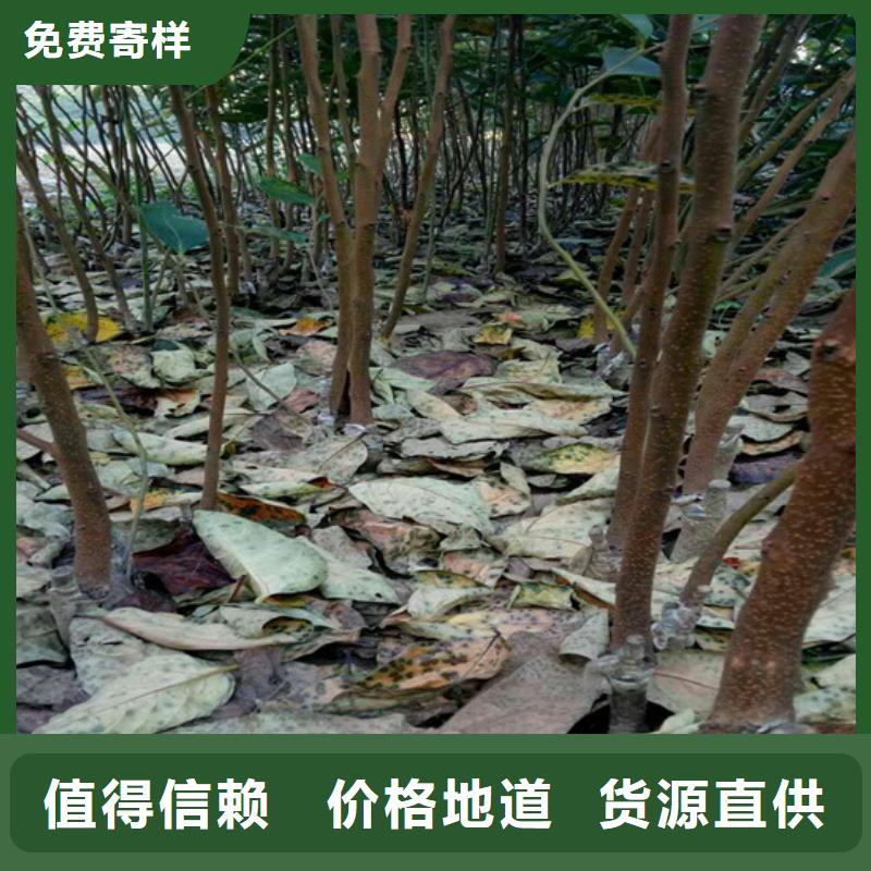 苹果苗视频-阿里市苹果苗-同城可服务区域日土|格尔|日喀则|山南|那曲|拉萨|昌都