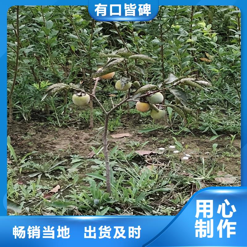 苹果苗视频-阿里市苹果苗-同城可服务区域日土|格尔|日喀则|山南|那曲|拉萨|昌都