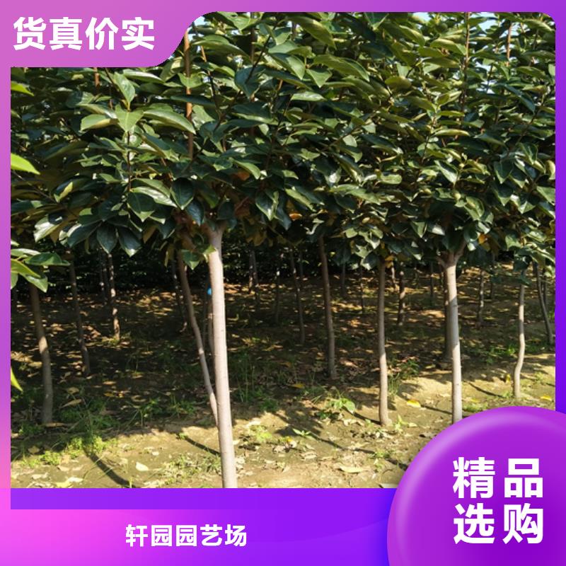 柿子蓝莓苗自主研发