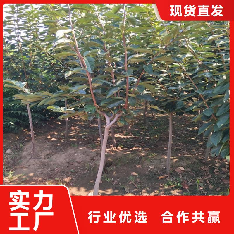 柿子蓝莓苗自主研发