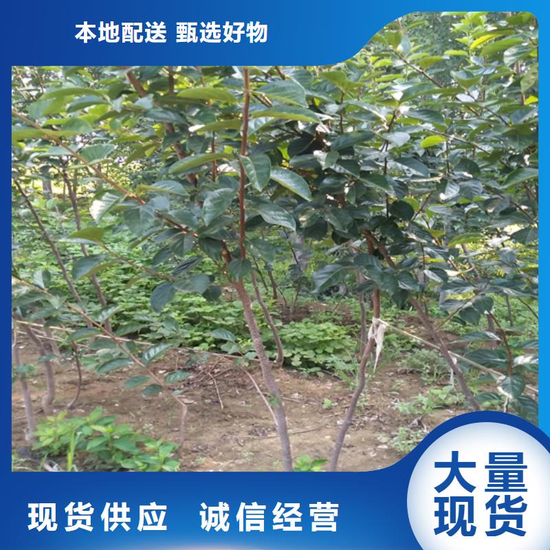 柿子,花椒苗货源直销