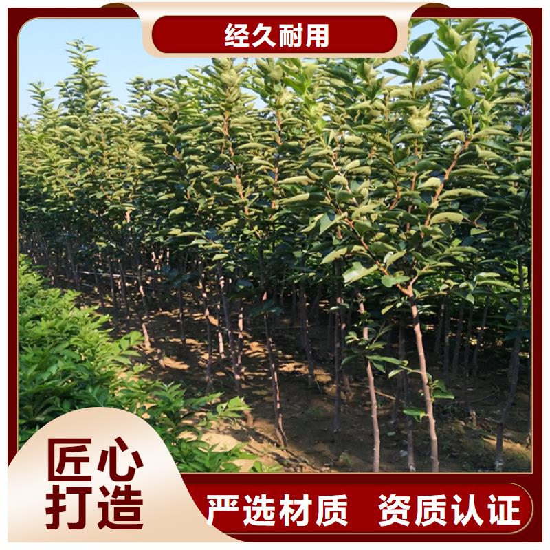 苹果苗视频-苹果苗-山西省晋中市介休|灵石|运城|大同|晋城|朔州|临汾|长治当地公司