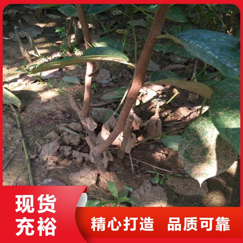 苹果苗视频-苹果苗-山西省晋中市介休|灵石|运城|大同|晋城|朔州|临汾|长治当地公司