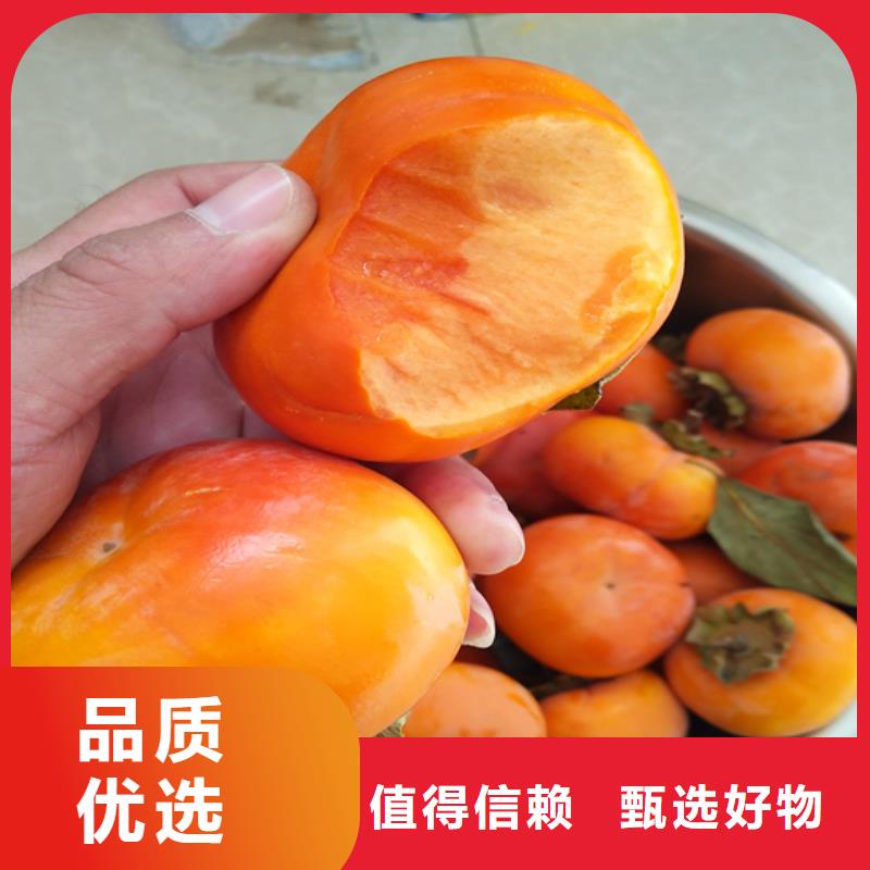 苹果苗视频-阿里市苹果苗-同城可服务区域日土|格尔|日喀则|山南|那曲|拉萨|昌都
