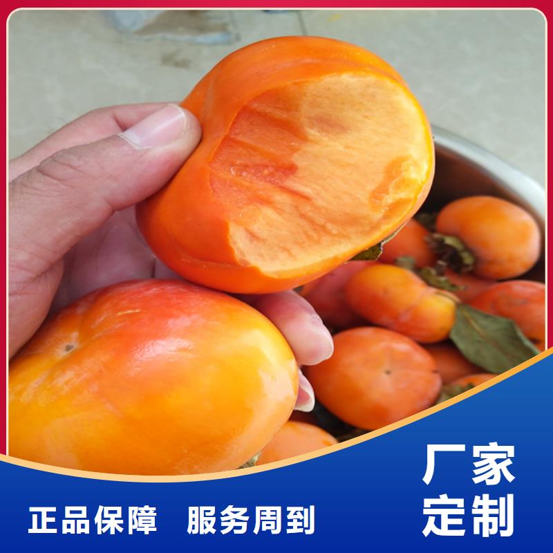 柿子-杏树苗支持加工定制