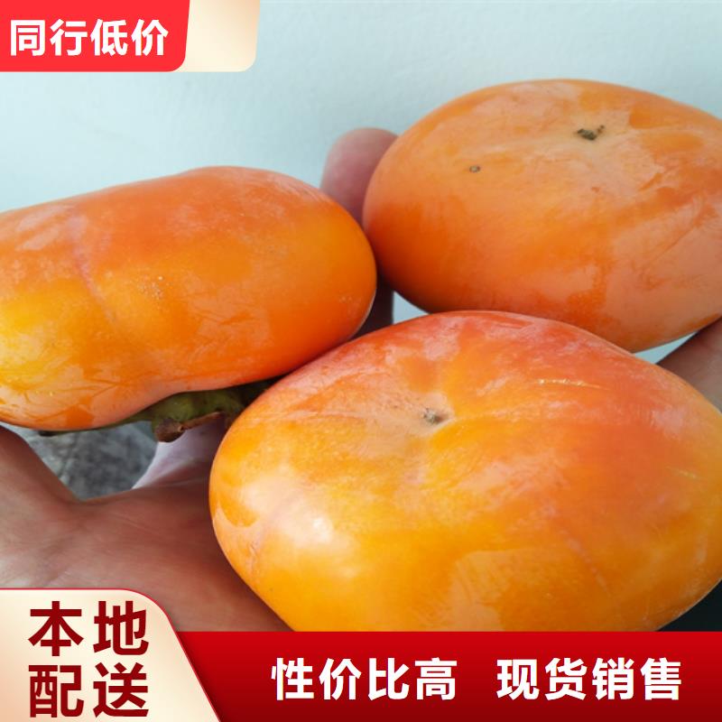 苹果苗视频-苹果苗-山西省晋中市介休|灵石|运城|大同|晋城|朔州|临汾|长治当地公司