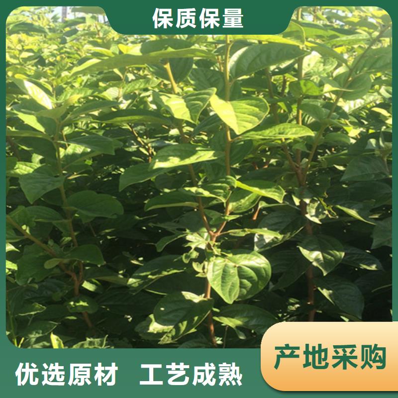 苹果苗视频-苹果苗-山西省晋中市介休|灵石|运城|大同|晋城|朔州|临汾|长治当地公司