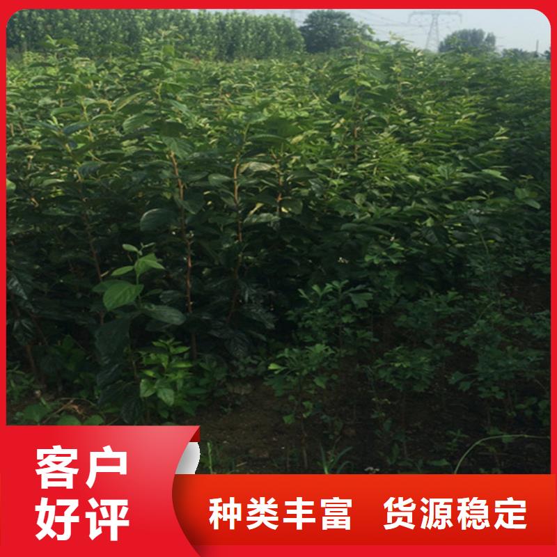 柿子,梨树苗质优价保