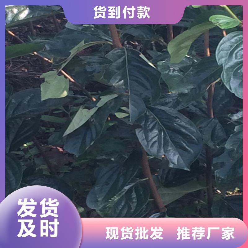 柿子,梨树苗质优价保