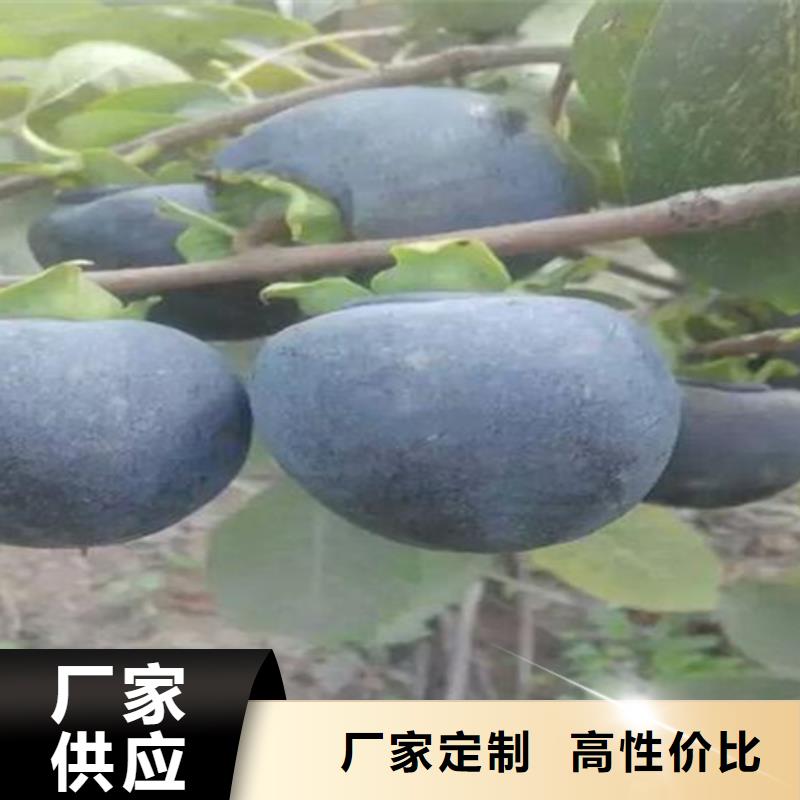 柿子蓝莓苗自主研发