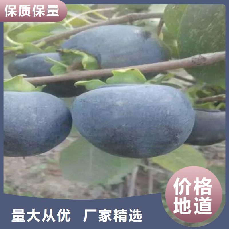 柿子-杏树苗支持加工定制