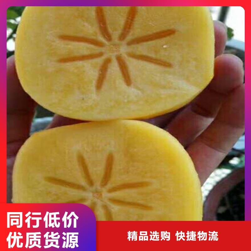 柿子,花椒苗货源直销