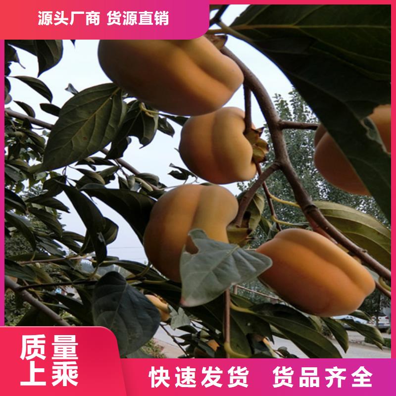 柿子,梨树苗质优价保