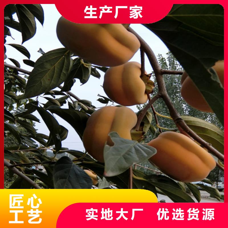 苹果苗视频-阿里市苹果苗-同城可服务区域日土|格尔|日喀则|山南|那曲|拉萨|昌都