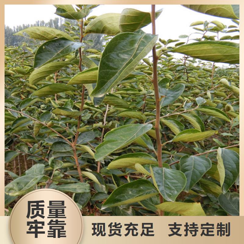 苹果苗视频-阿里市苹果苗-同城可服务区域日土|格尔|日喀则|山南|那曲|拉萨|昌都