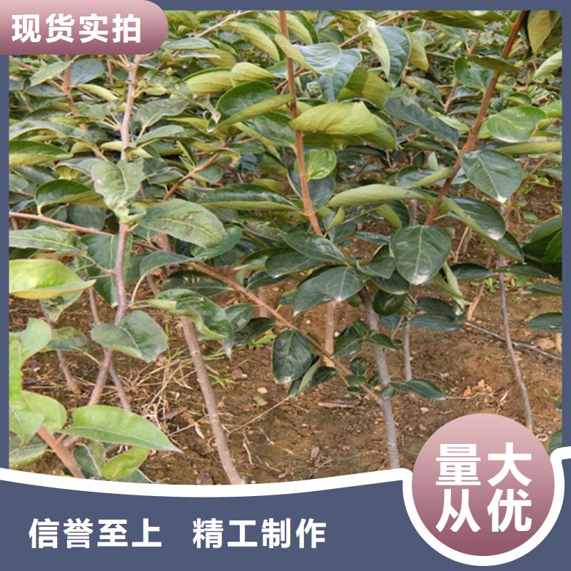 苹果苗视频-苹果苗-山西省晋中市介休|灵石|运城|大同|晋城|朔州|临汾|长治当地公司