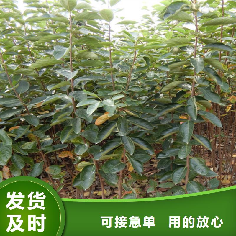 柿子,梨树苗质优价保