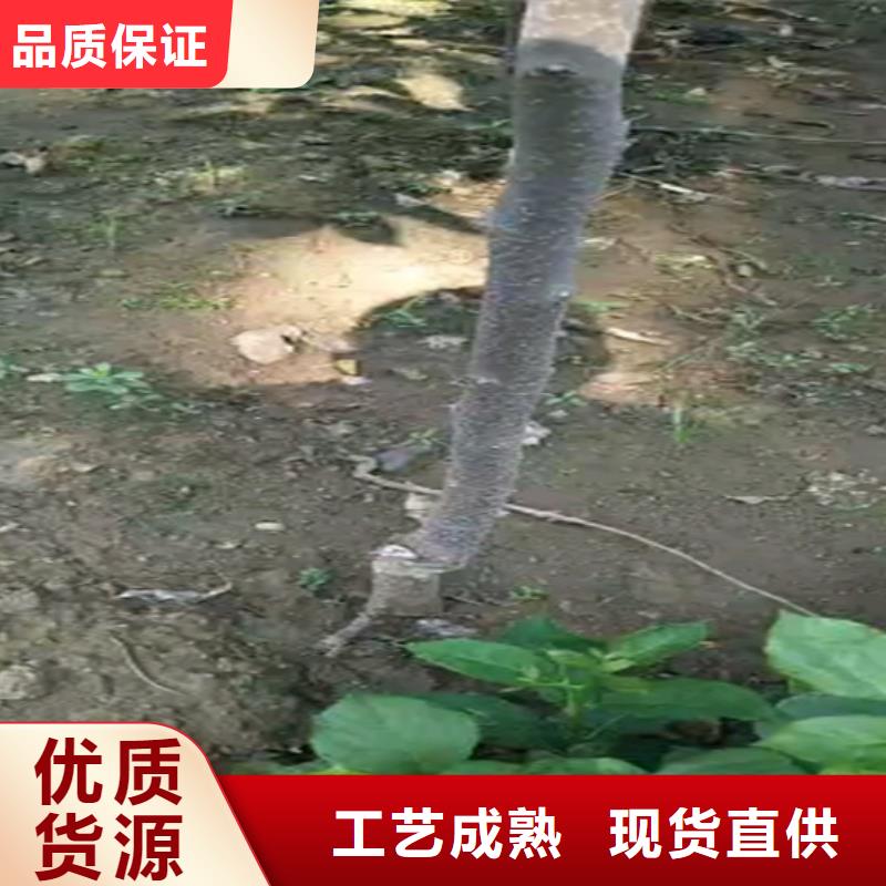 苹果苗视频-苹果苗-山西省晋中市介休|灵石|运城|大同|晋城|朔州|临汾|长治当地公司