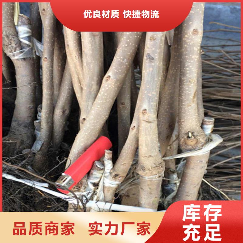 柿子,花椒苗货源直销