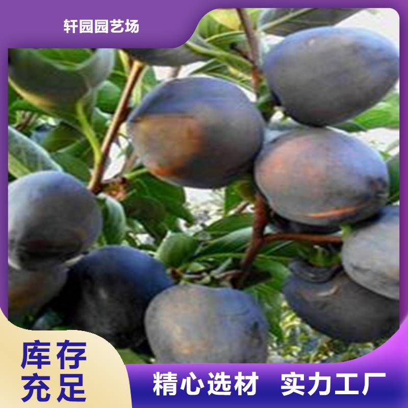 苹果苗视频-苹果苗-山西省晋中市介休|灵石|运城|大同|晋城|朔州|临汾|长治当地公司