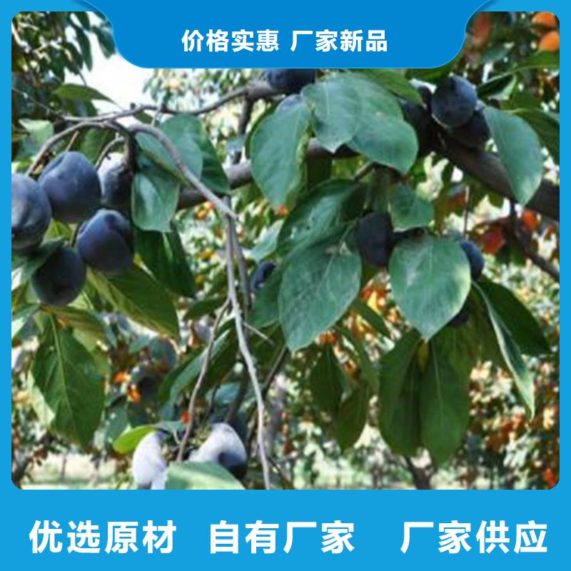 柿子,花椒苗货源直销