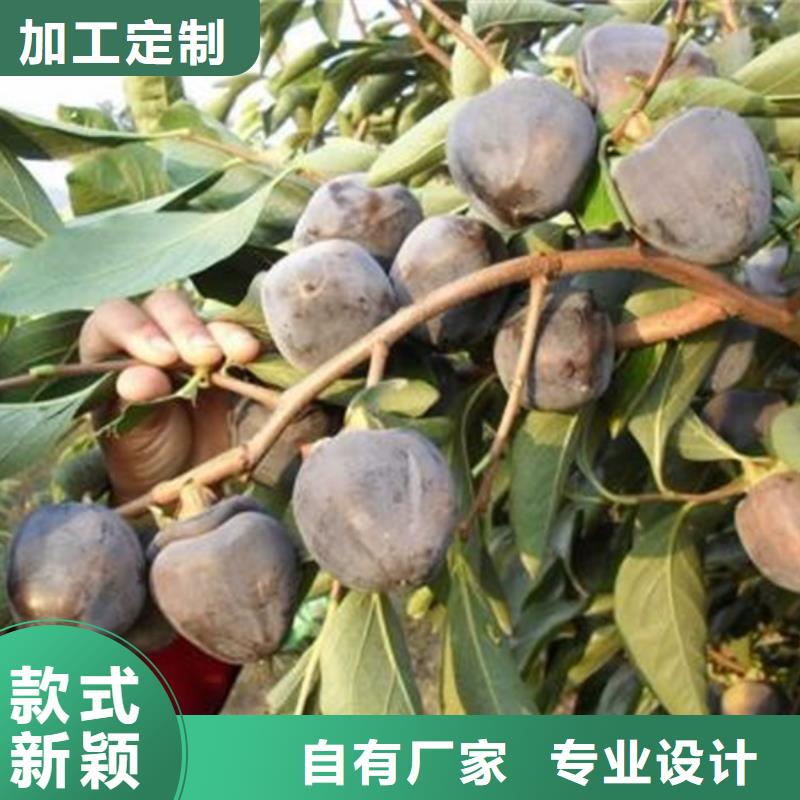 柿子,花椒苗货源直销