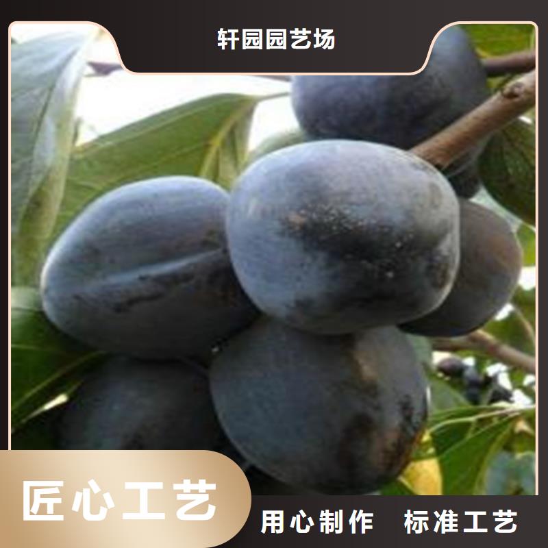 柿子,花椒苗货源直销