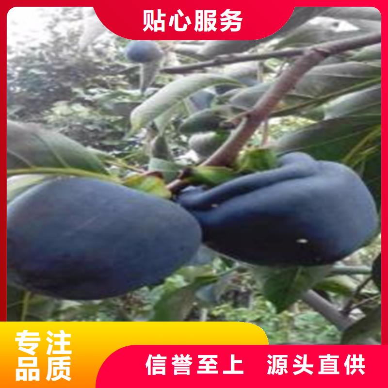 柿子-杏树苗支持加工定制