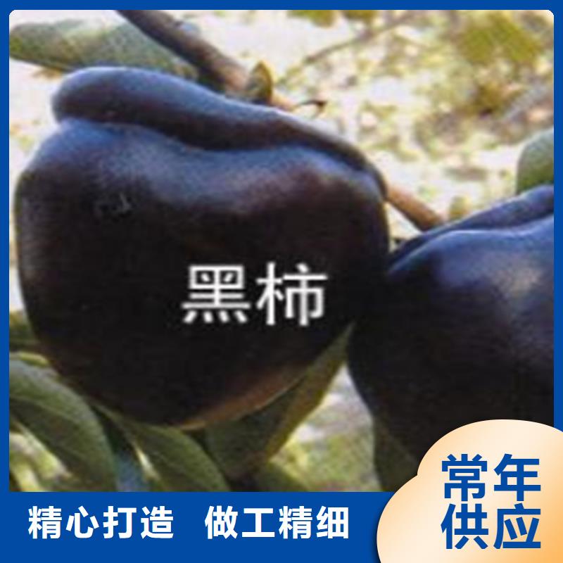 柿子-杏树苗支持加工定制