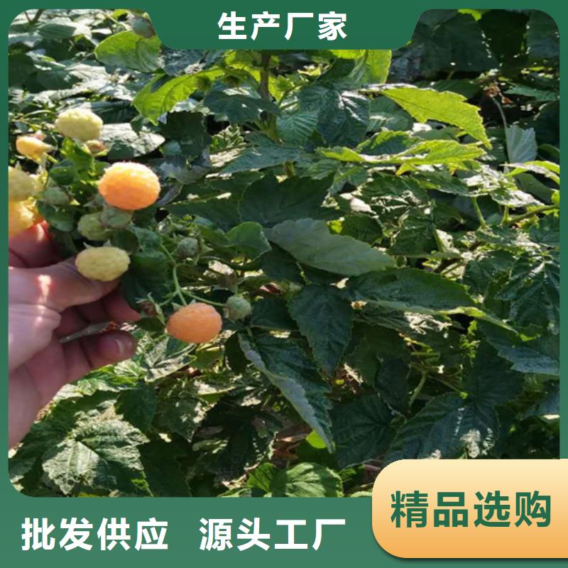 苹果苗视频-云南省昭通市轩园苹果苗可服务区域绥江|昭阳|大理|丽江|西双版纳|怒江等