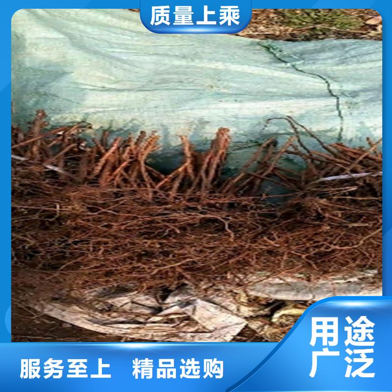 苹果苗视频-云南省昭通市轩园苹果苗可服务区域绥江|昭阳|大理|丽江|西双版纳|怒江等