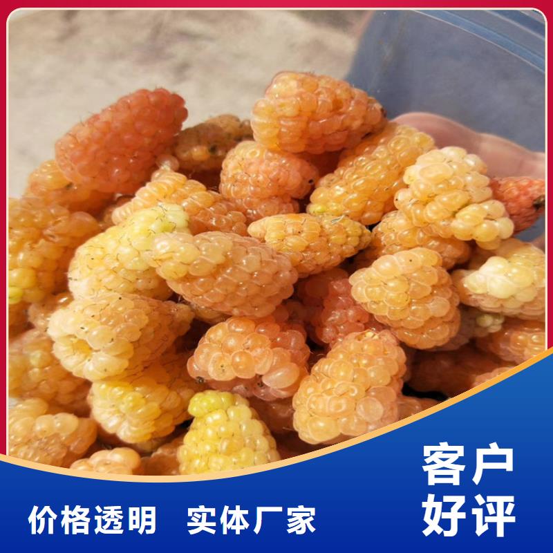 苹果苗视频-云南省迪庆市轩园苹果苗可服务区域德钦|香格里拉|怒江|普洱|红河|玉溪|昭通|文山|大理等