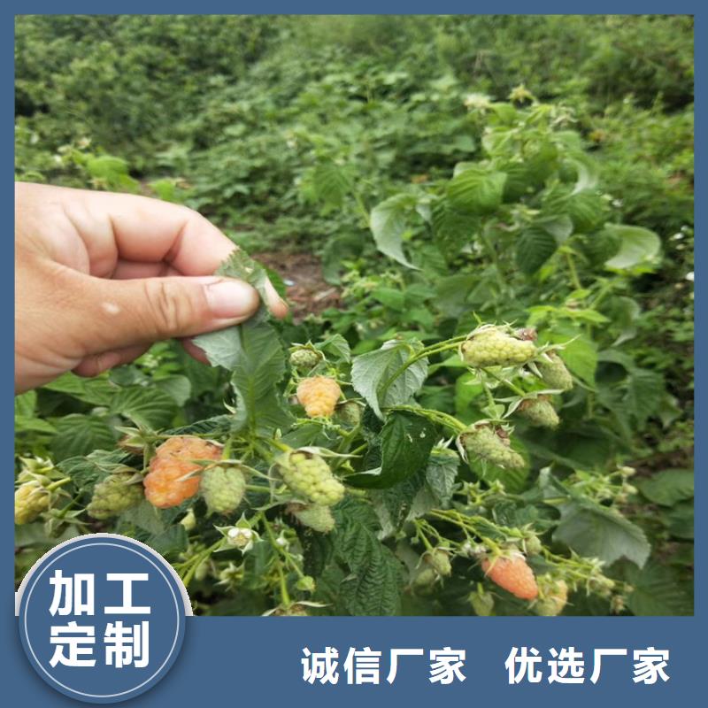 苹果苗视频-云南省昭通市轩园苹果苗可服务区域绥江|昭阳|大理|丽江|西双版纳|怒江等
