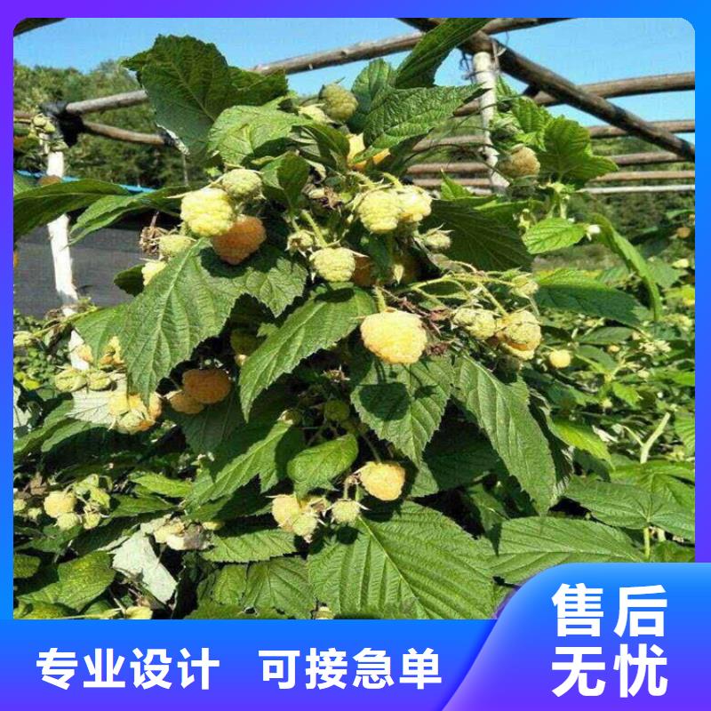 苹果苗视频-苹果苗-轩园园艺场(巴中市分公司)服务区域平昌|通江|泸州|广安|德阳|南充|雅安