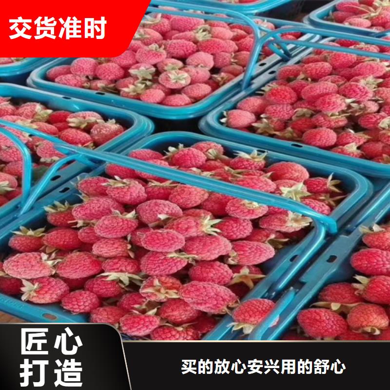 树莓,板栗苗全品类现货