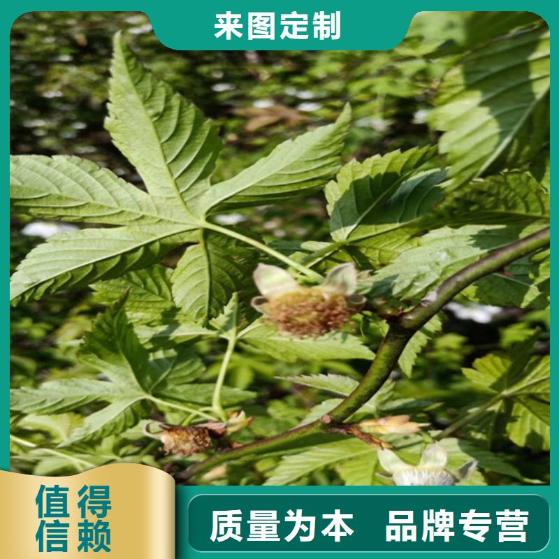 树莓,板栗苗全品类现货
