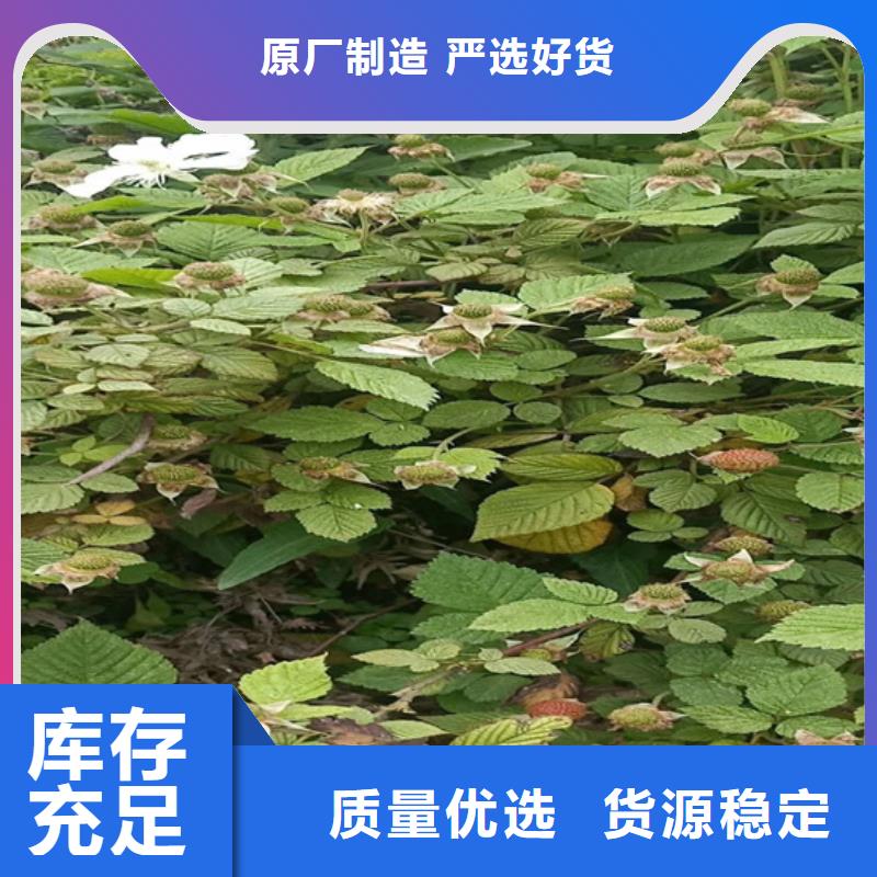 树莓,板栗苗全品类现货