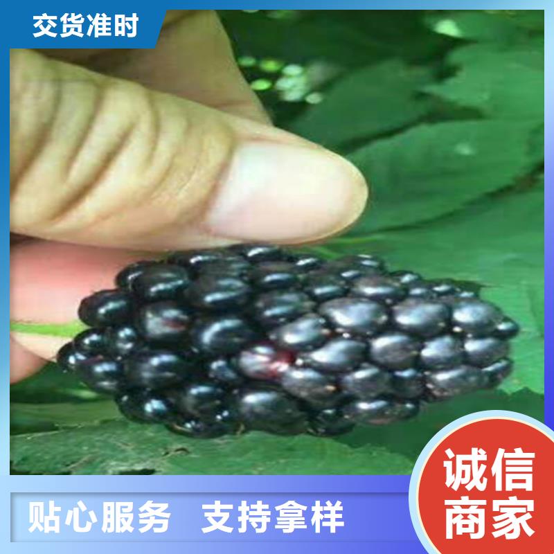 树莓蓝莓苗精选优质材料