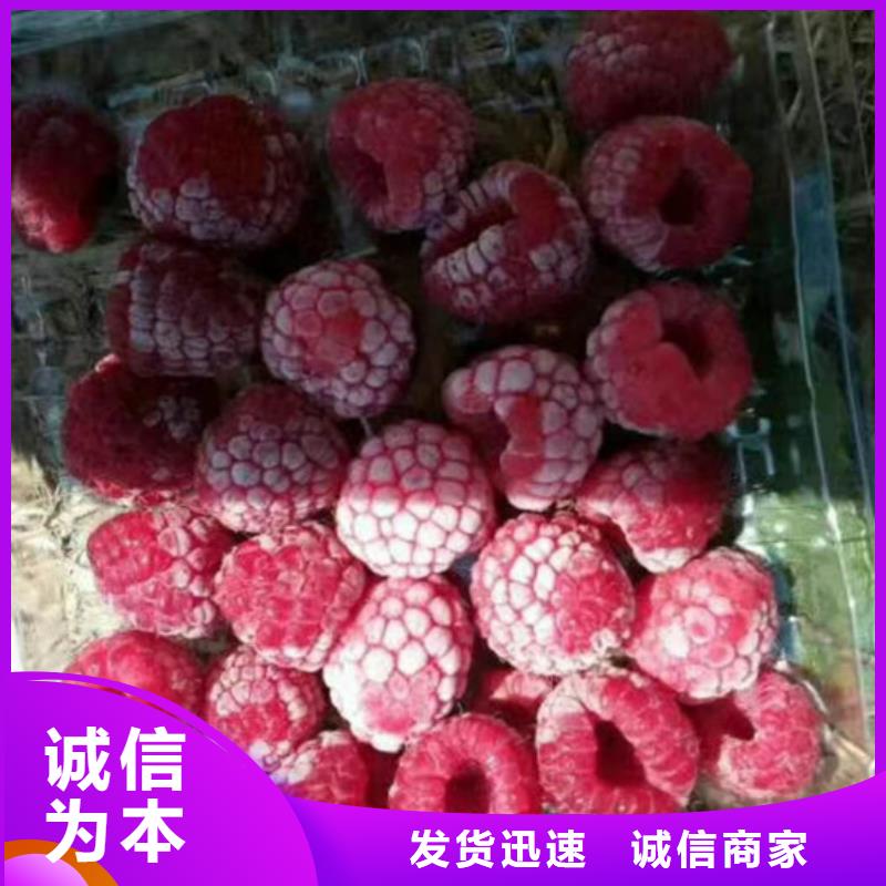 苹果苗视频-云南省昭通市轩园苹果苗可服务区域绥江|昭阳|大理|丽江|西双版纳|怒江等