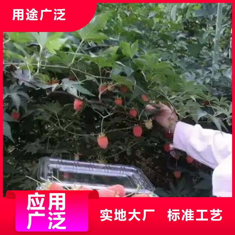 树莓石榴苗厂家直营