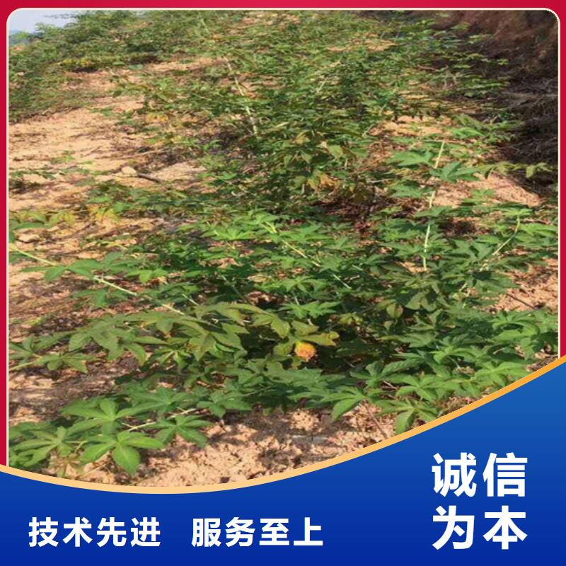 苹果苗视频-苹果苗-轩园园艺场(巴中市分公司)服务区域平昌|通江|泸州|广安|德阳|南充|雅安
