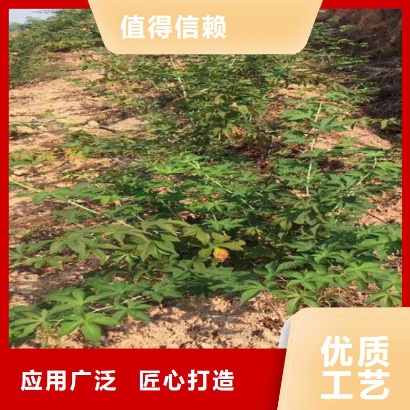 树莓苹果苗详细参数