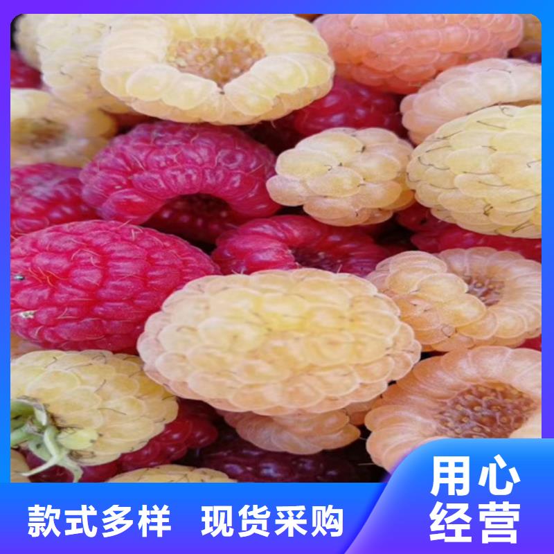 树莓石榴树发货迅速