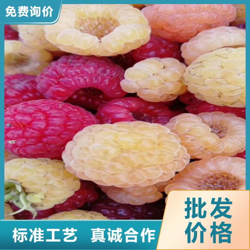 树莓石榴苗厂家直营