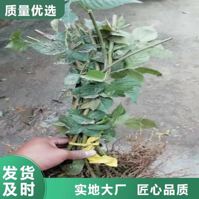苹果苗视频-云南省迪庆市轩园苹果苗可服务区域德钦|香格里拉|怒江|普洱|红河|玉溪|昭通|文山|大理等